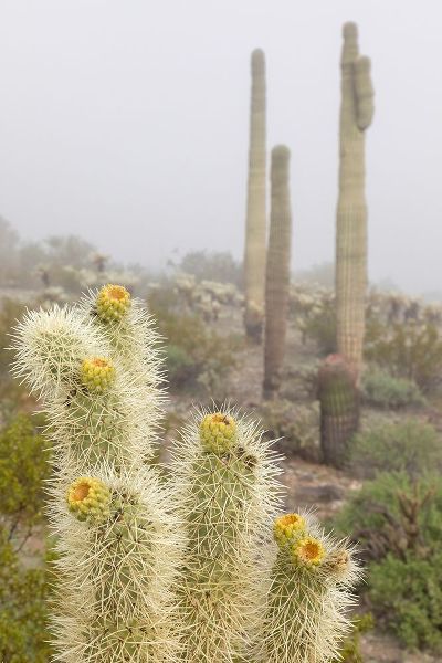 Arizona-Buckeye Saguaro and cholla cacti in fog